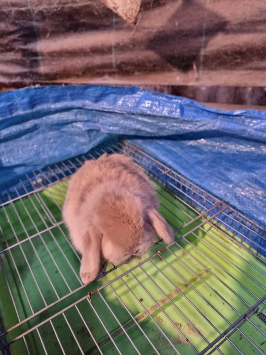 Kit coelhos anoes na minha criacao na Benedita