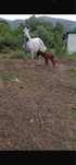 Egua Russa super docil