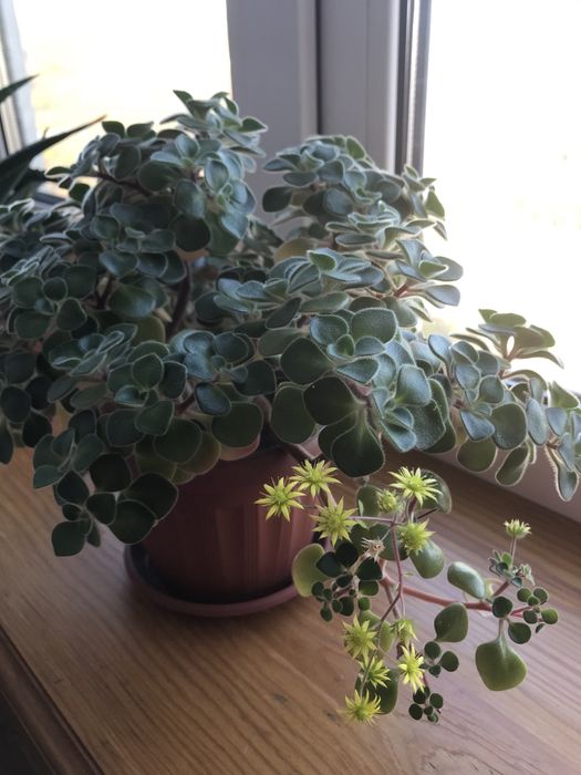 Монетное дерево цветущее