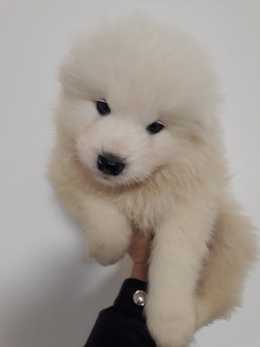 Хлопчики породи самоїд терміново у звязку з виїздом за кордон