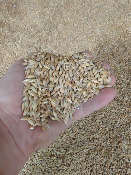 Продам ячьмень ярий кормовой . посивной .