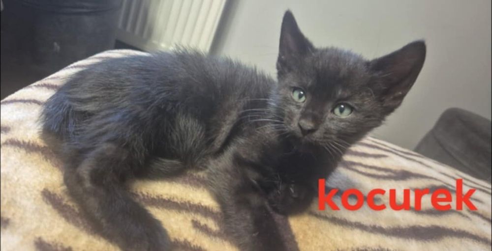 Oddam kotki w dobre ręce.