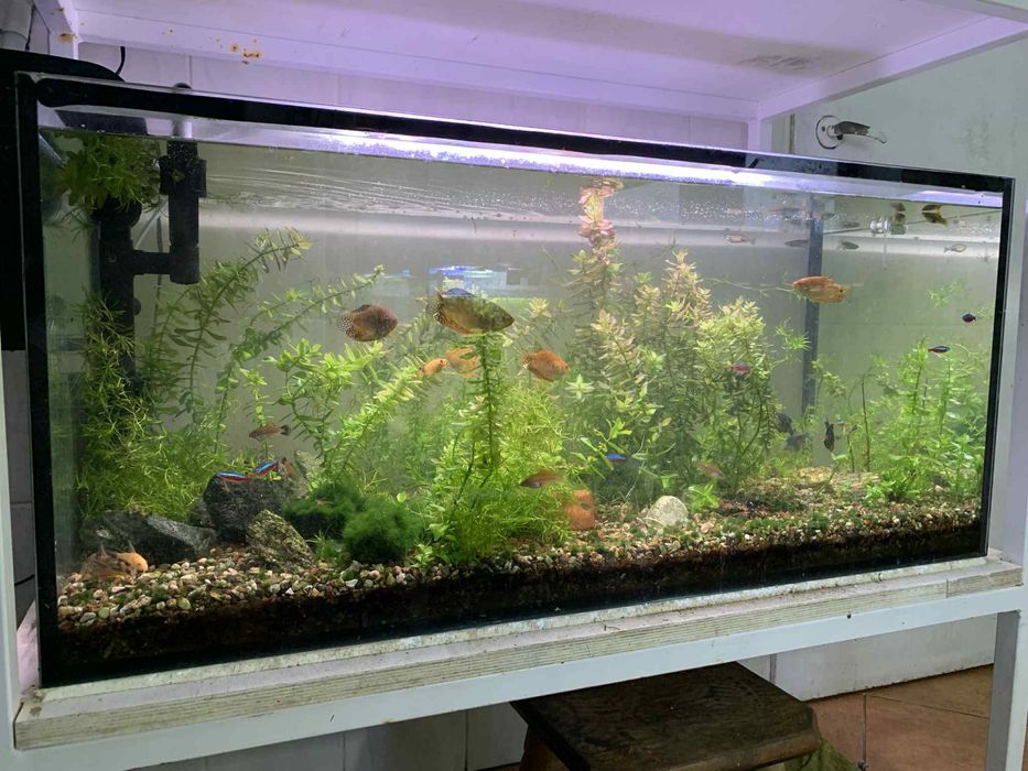 Akwarium 200 litrów - Białogard