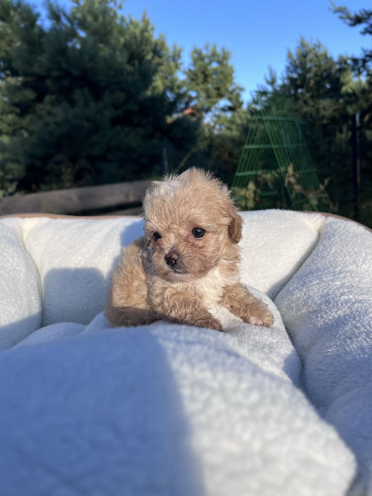 Maltipoo mini suczka
