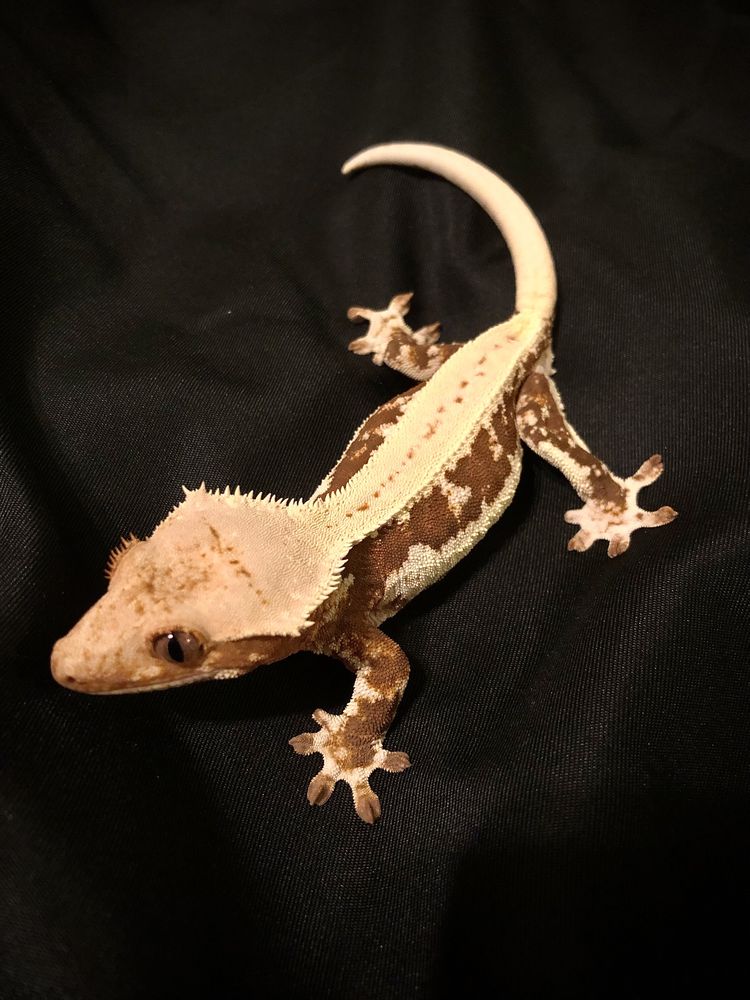 Gekon orzęsiony samica jaszczurka created gecko