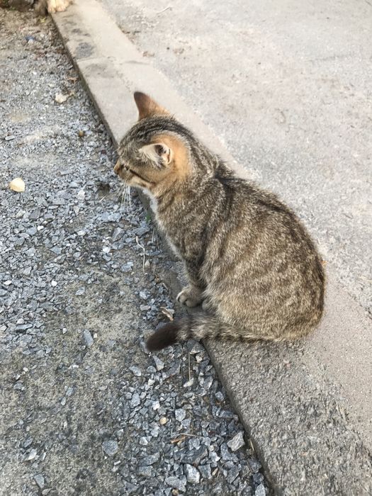 Котик 4 міс. хлопчик тигровий