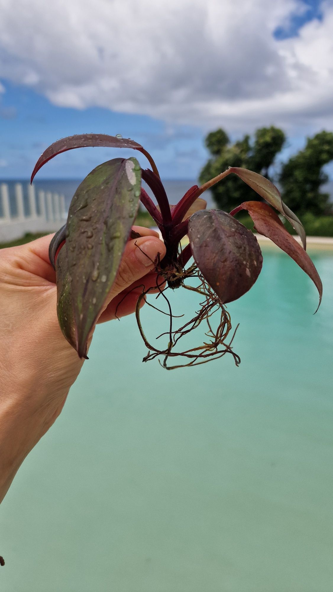 Philodendron red Anderson variegata