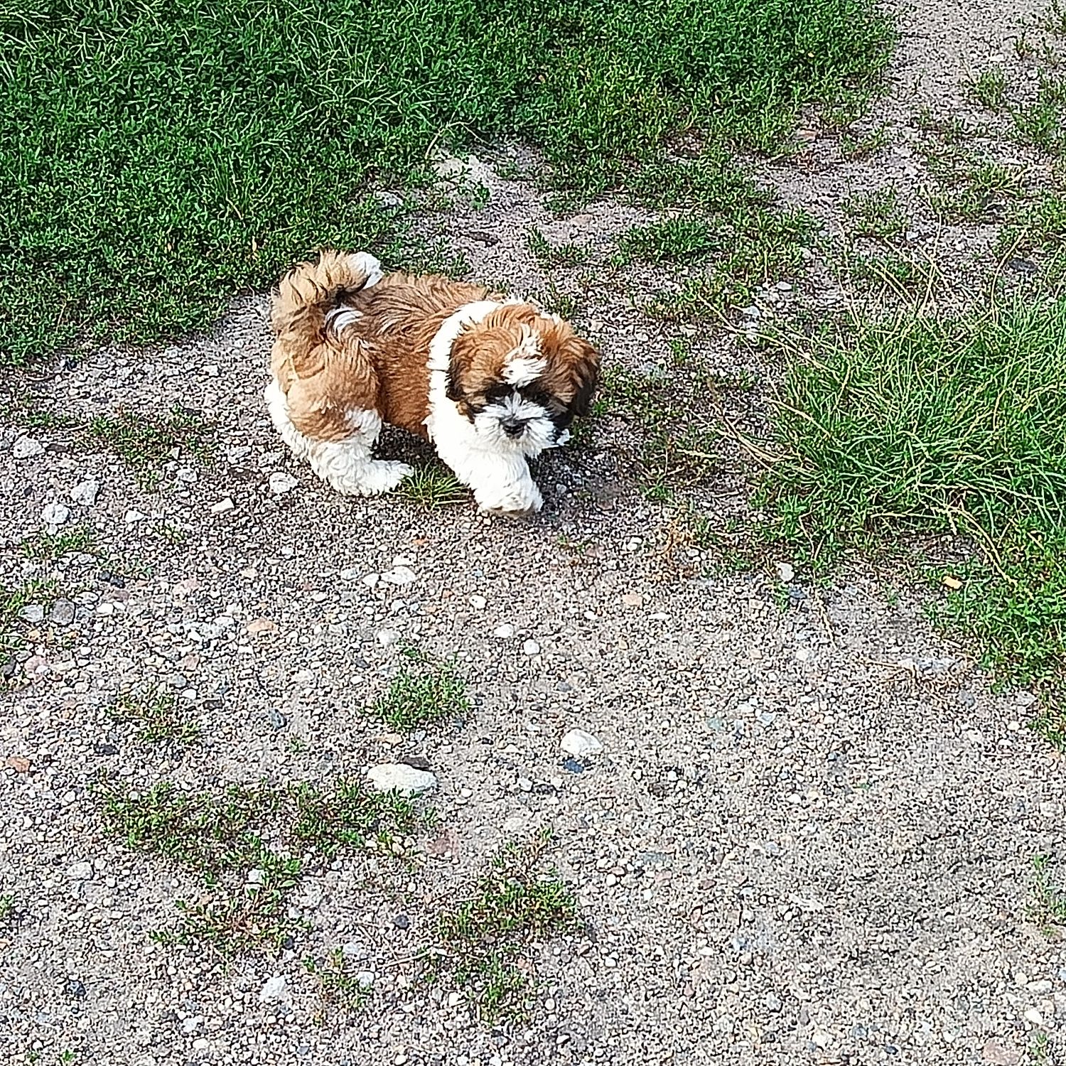 Szczeniaczek shih-tzu tricolor samiec