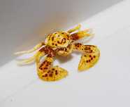 Neopetrolisthes sp - krab - akwarium morskie