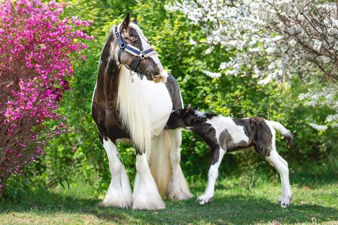 Gypsy Cob/źrebięta/dobrostan/zdrowe.
