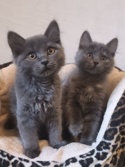 Кошенята в добрі руки, котик і киця