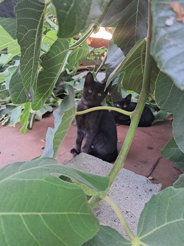 2 gatinhos com 2 mesinhos para adopção