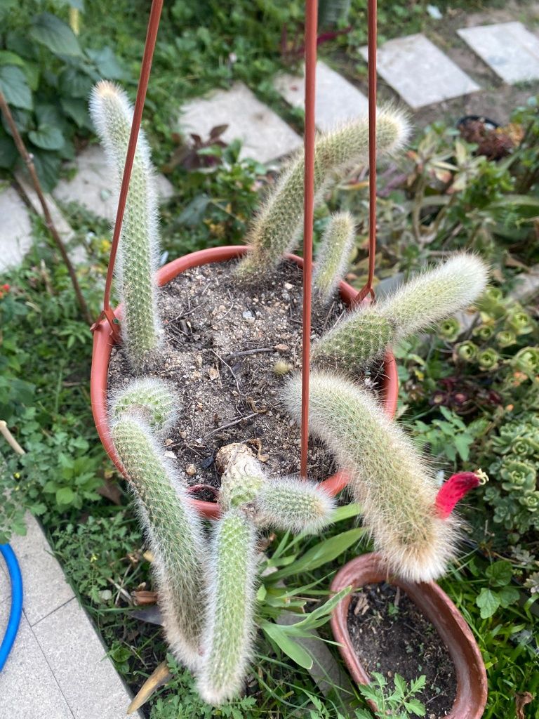 Catos, suculentas e agave