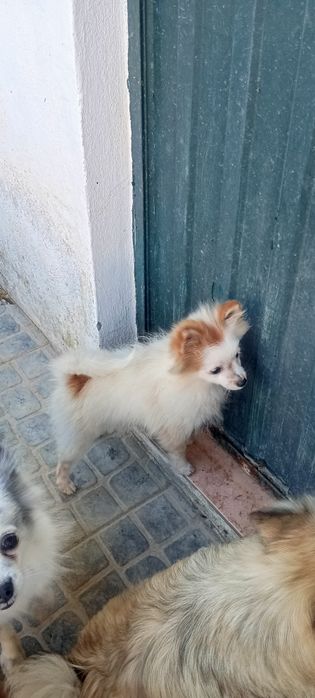 Spitz anão menina