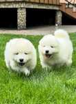 Samoyed szczeniak suczka FCI