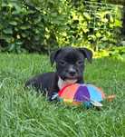 Staffordshire Bull Terrier /dziewczynka