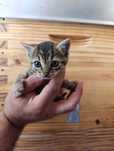 Gatinhos para adoção