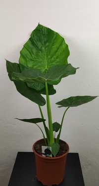 Alokazja Alocasia Macrorrhiza 90 cm