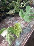 Monstera variegata ten konkretny egzemplarz.