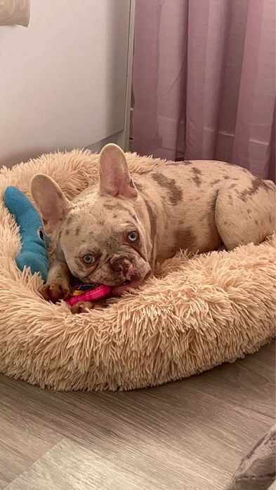 Menina buldog frances