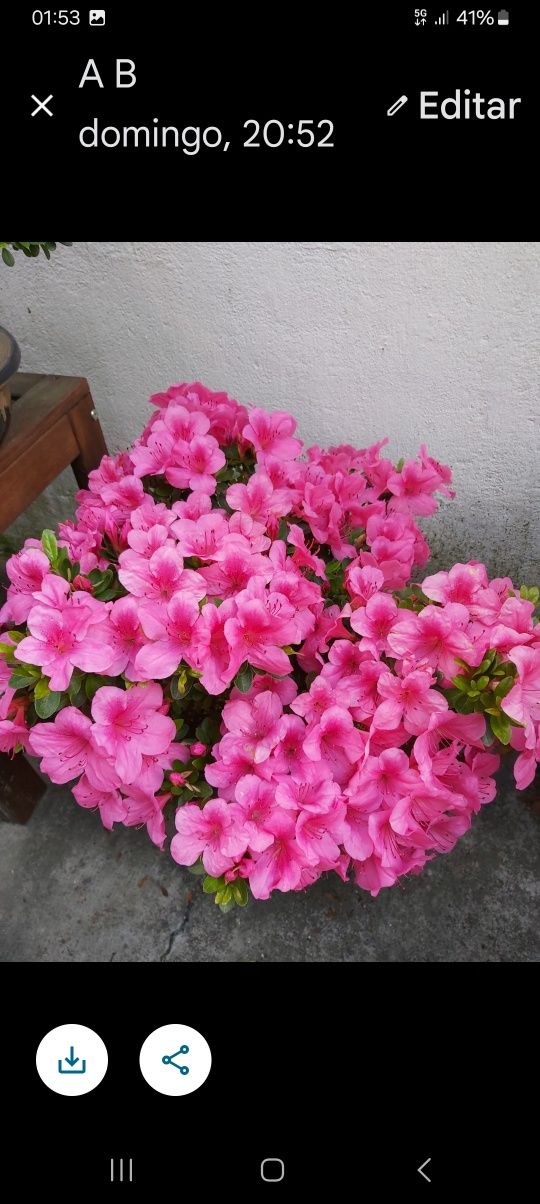 Bonsai Azalea com 12 anos