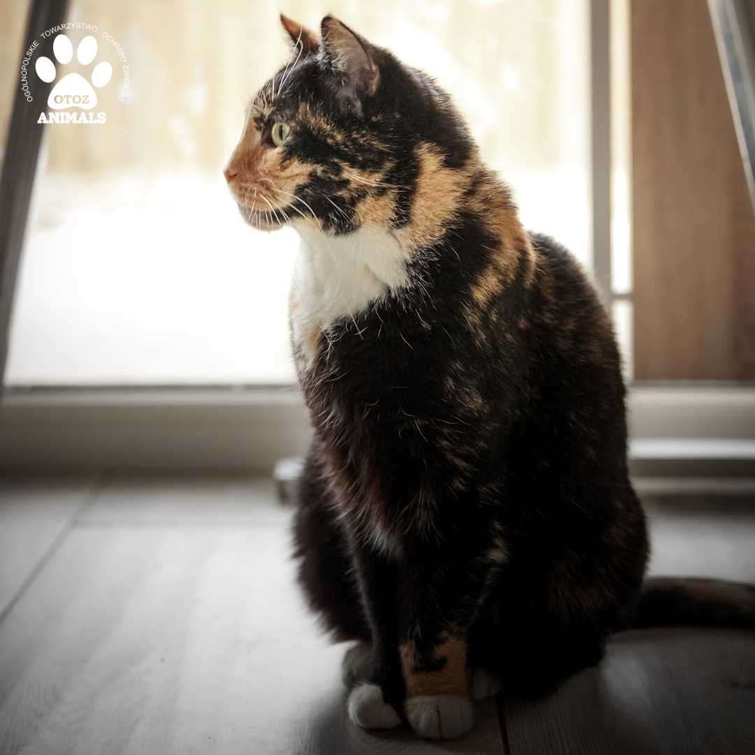 Śliczna kotka do adopcji! Poznajcie Leię!