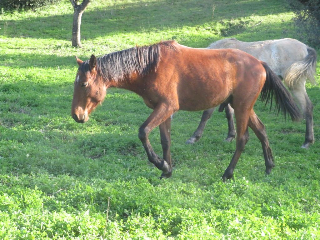 Poldros lusitanos de 2 anos