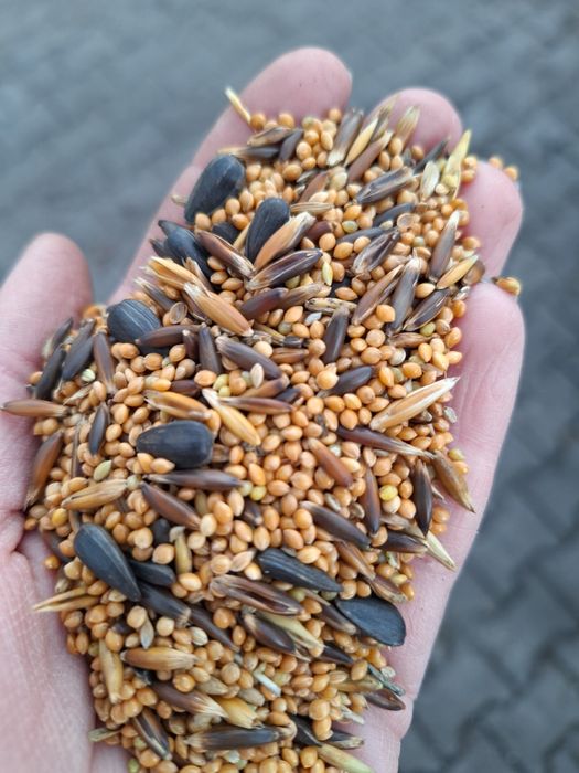 Pokarm dla papugi falistej 20 kg. GRATIS 200 G PROSA SENEGALSKIEGO