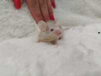 Mysz Dumbo Satine Champange (samica) MASSON