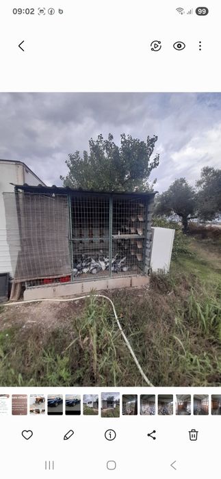 Pombal pombos correio