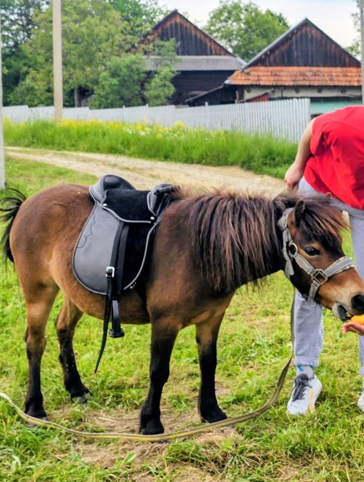 Продається поні Моллі, вік 3,5 року. Носить гарно в сідлі, лагідна.