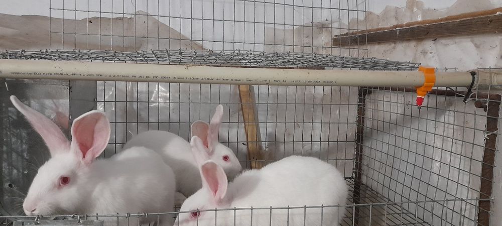 Продаю кролі термонська біла.