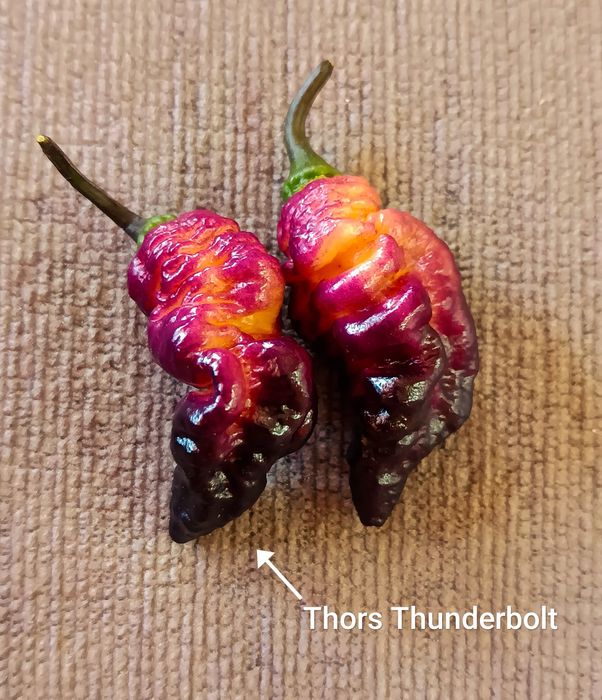 Caixa de malaguetas frescas ardência Média/Alta