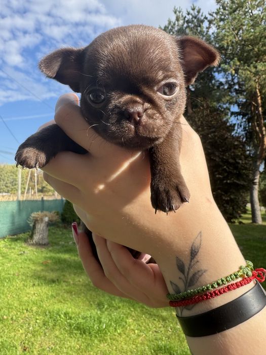 Piesek chichuahua