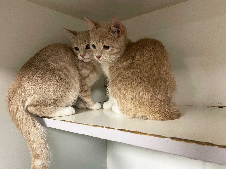 Котенок Голди 3 месяца ищет дом