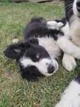 Sprzedam psy rasy Border Collie