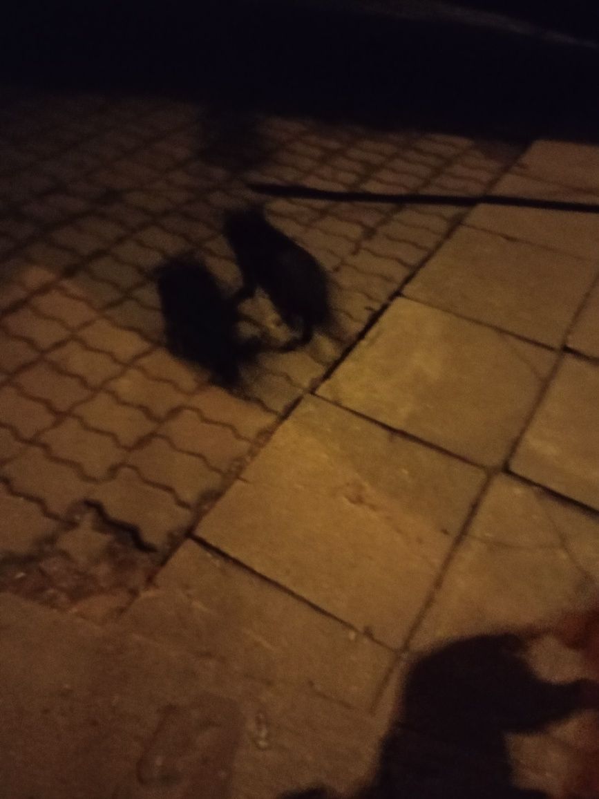 psydo adopcji rasowr