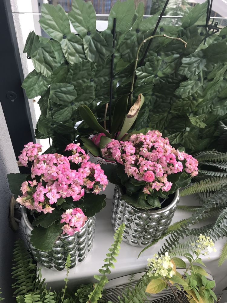 Hortensja plus 4  gratis