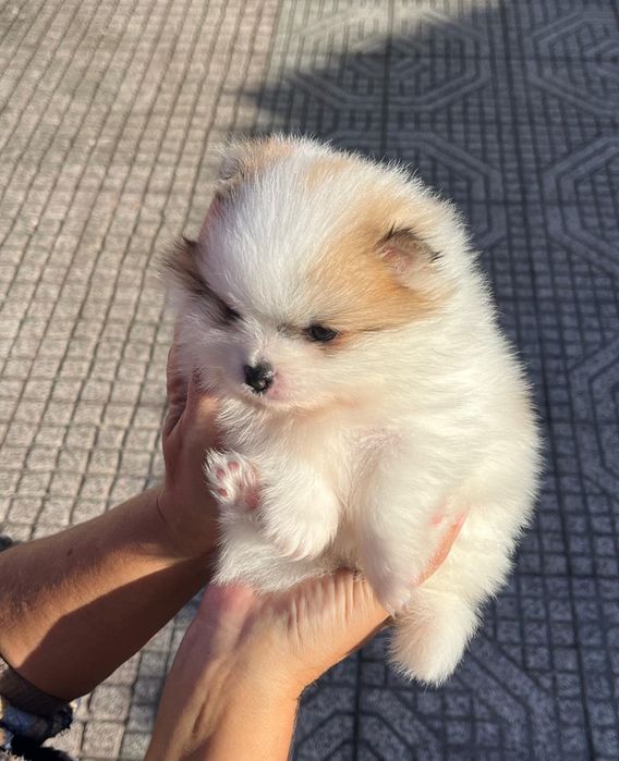 Spitz anão  muito lindo