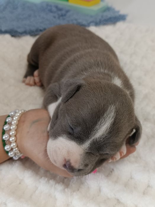 Nova Luna стафінька з такою харізмою,що меркнуть зірки.КСУ