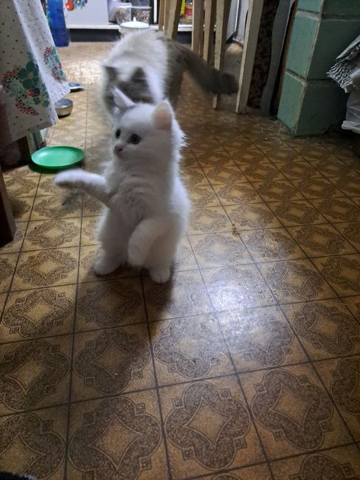 Котик безкоштовно