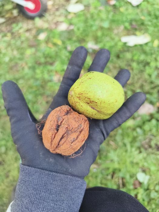 Orzechy Włoskie duże,średnie,małe