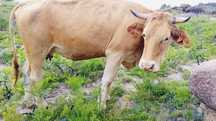 3 vacas disponíveis — 1 de raça autóctone Minhota
