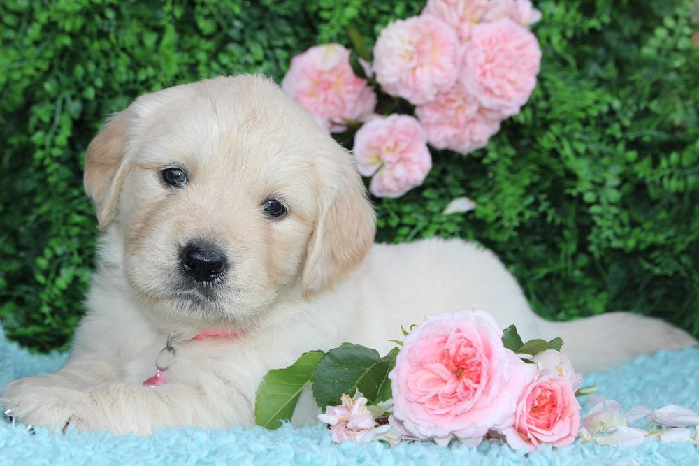 *Suczka Golden retriever FCI*