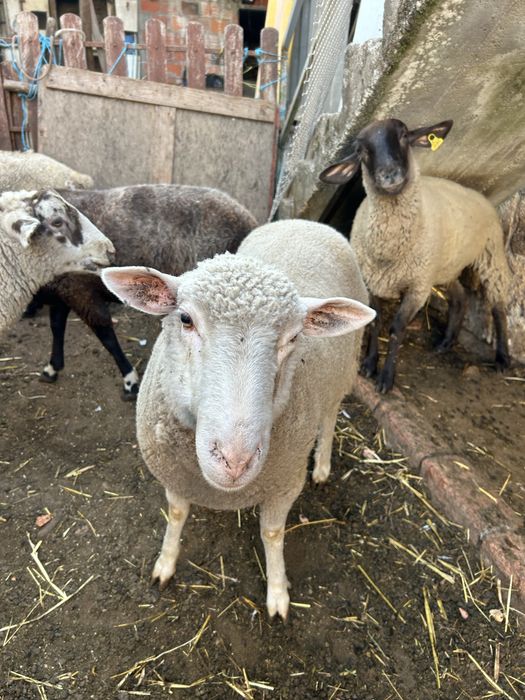 Animais de quinta