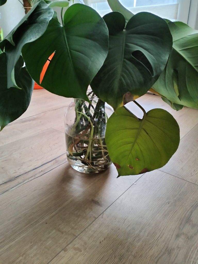 Sadzonki Monstera