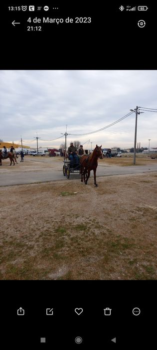Cavalo 6 anos  engatado e montado