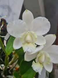 Cattleya dolosa var. alba Gorgeous - Orquídea Montada