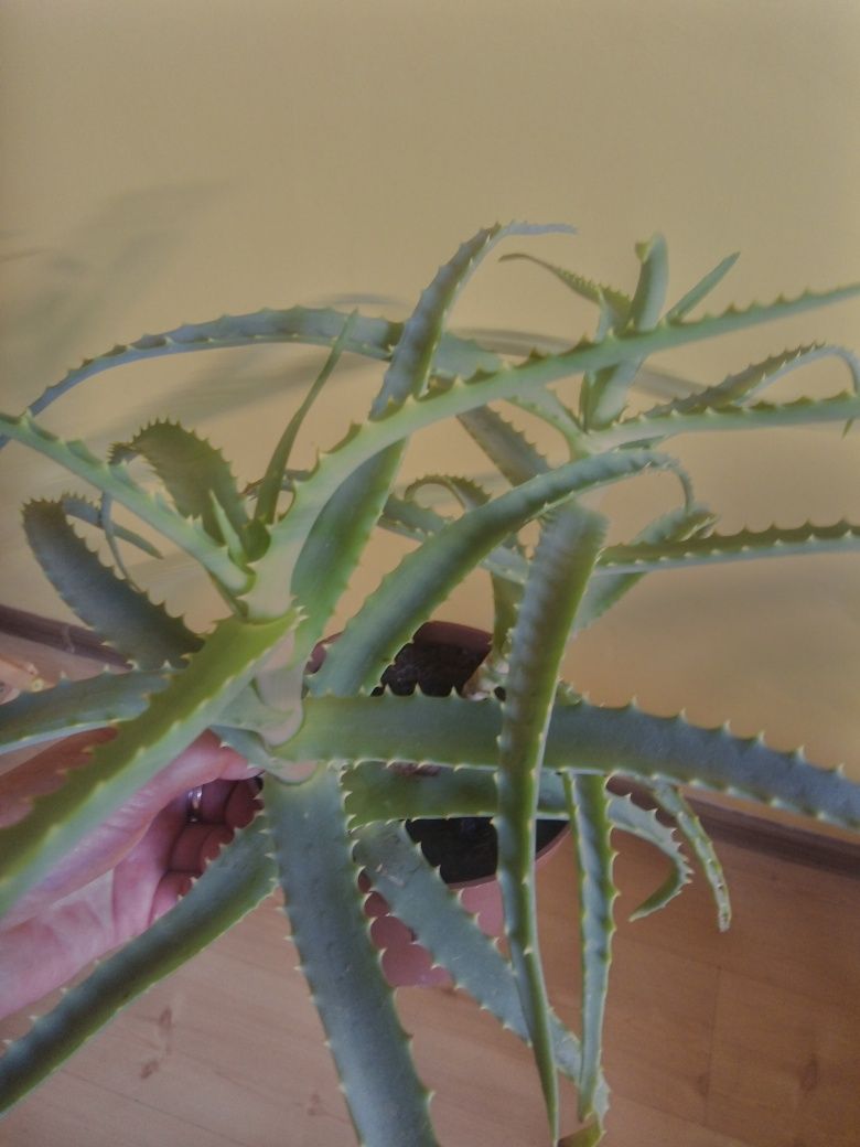 Geranium fikus peperomia Aloe