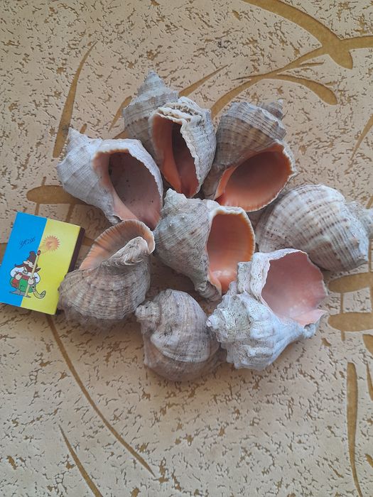 Ракушка морська очищена